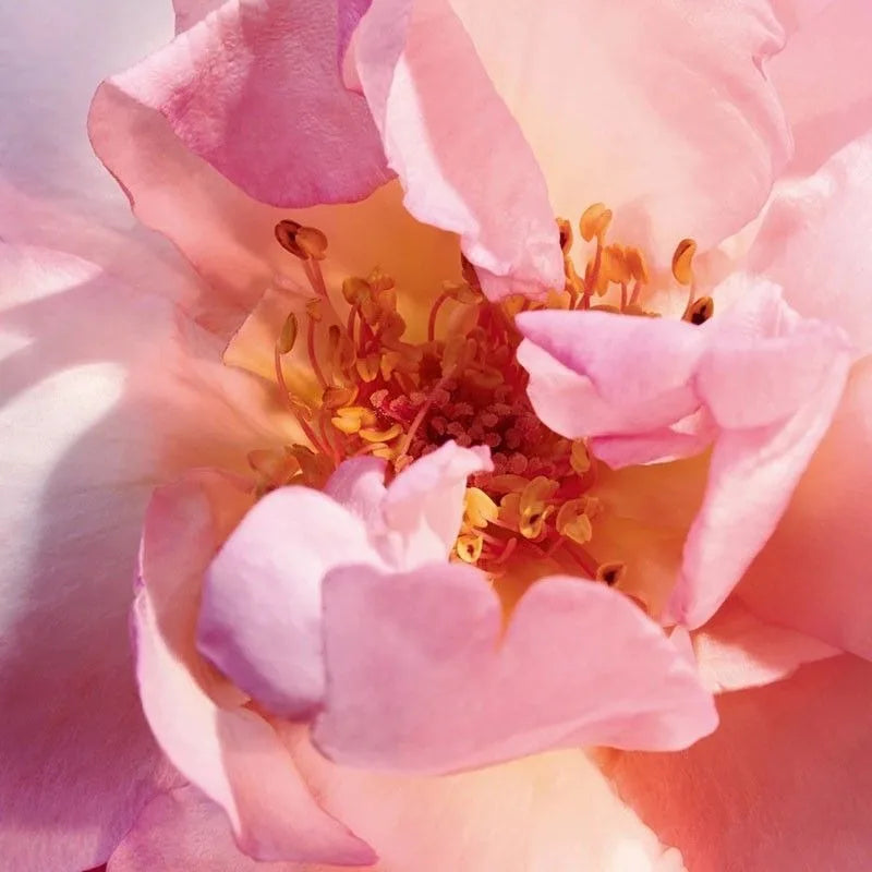 Dior Miss Dior Blooming Bouquet Eau de Toilette Roll-On Perfume for Women 20/100ml, Original Women's Perfume, Beauty Makeup